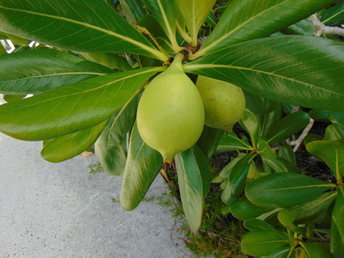 Seven Year Apple   10 Seeds   Casasia clusiifolia