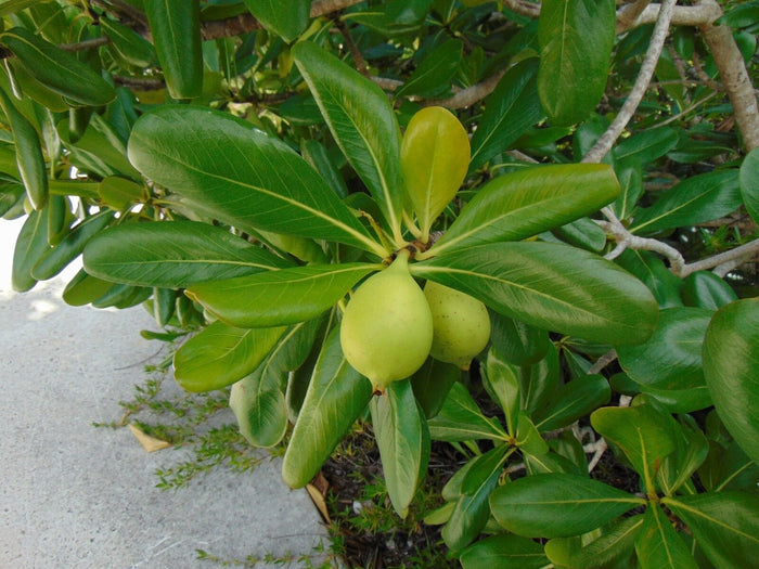 Seven Year Apple   10 Seeds   Casasia clusiifolia