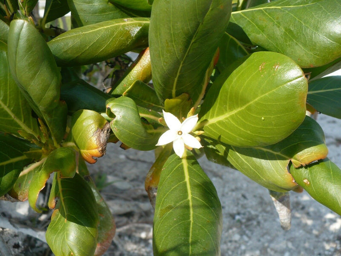 Seven Year Apple   10 Seeds   Casasia clusiifolia