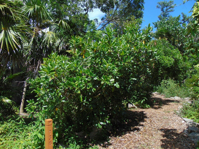 Seven Year Apple   10 Seeds   Casasia clusiifolia