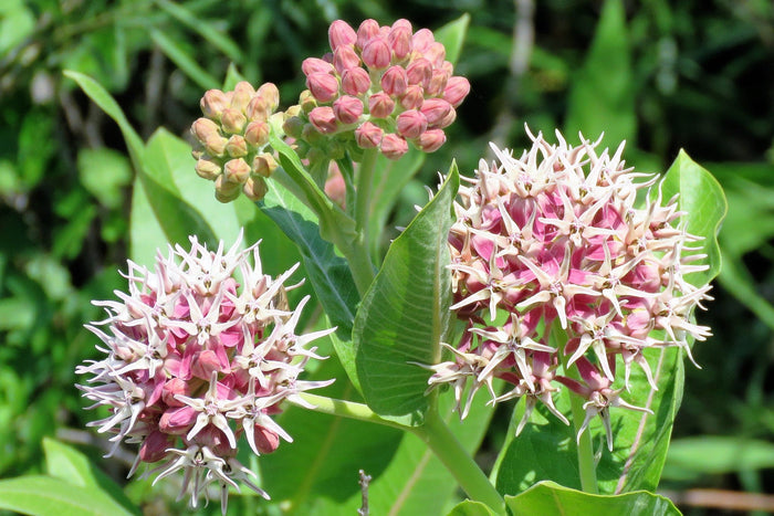 Showy Milkweed Asclepias speciosa 100 Seeds