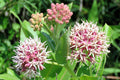 Showy Milkweed Asclepias speciosa 100 Seeds