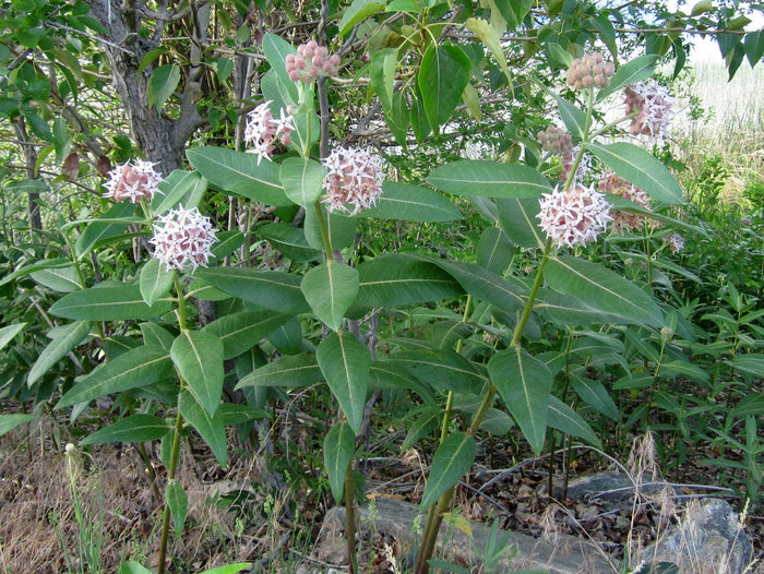Showy Milkweed Asclepias speciosa 100 Seeds