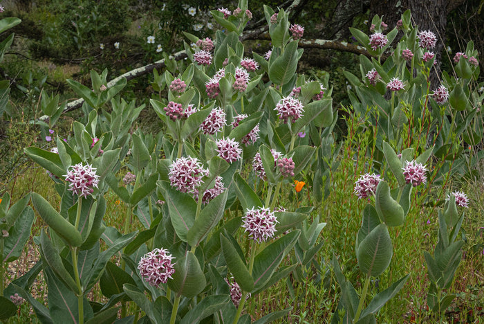 Showy Milkweed Asclepias speciosa 100 Seeds