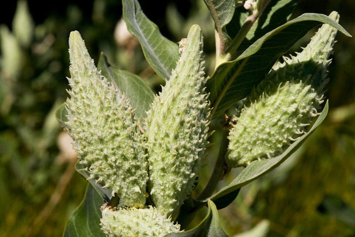 Showy Milkweed Asclepias speciosa 100 Seeds