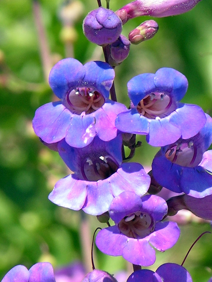 Showy Penstemon Penstemon spectabilis 100 Seeds
