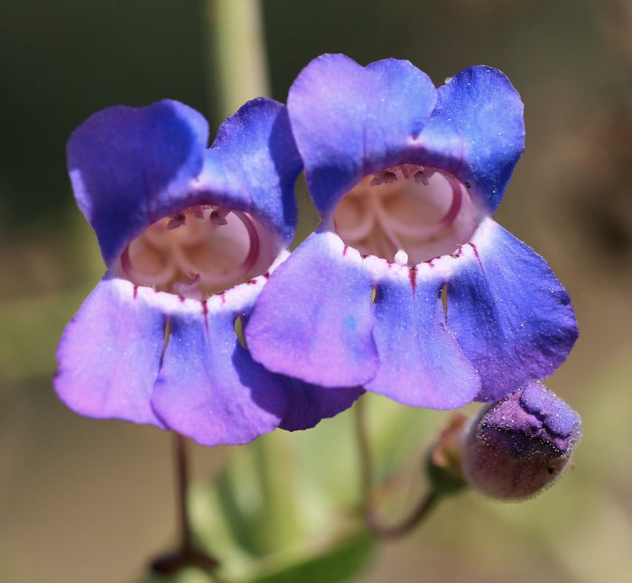 Showy Penstemon Penstemon spectabilis 100 Seeds