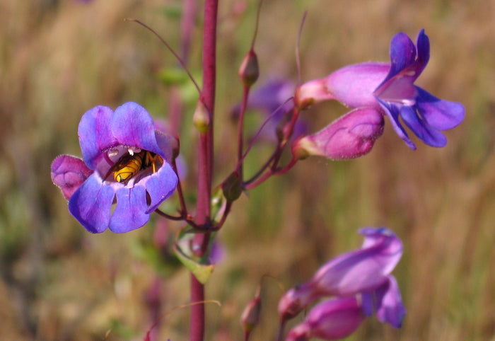 Showy Penstemon Penstemon spectabilis 100 Seeds