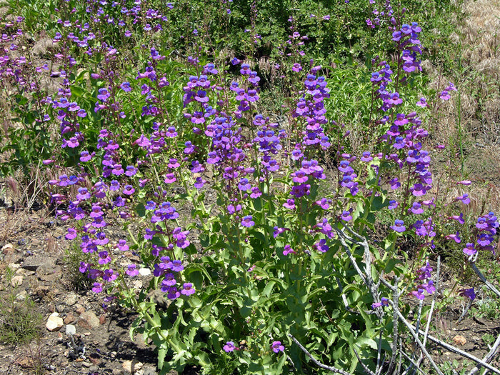 Showy Penstemon Penstemon spectabilis 100 Seeds