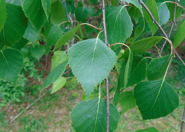 Silver Birch White Birch Betula Pendula 100 Seeds