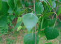 Silver Birch White Birch Betula Pendula 100 Seeds