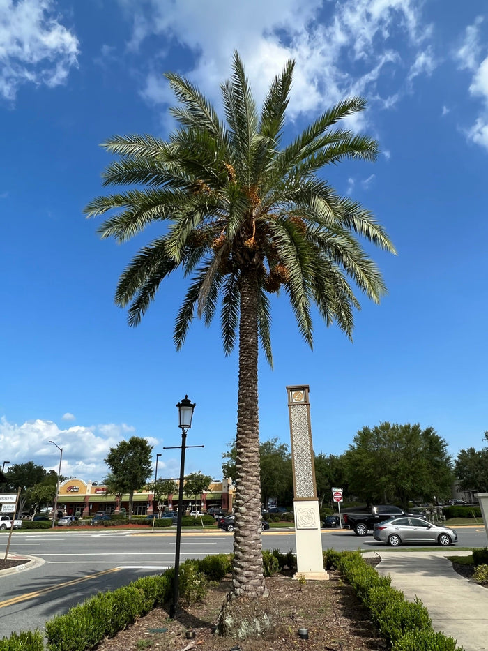 Silver Date Palm  10 Seeds  Phoenix Sylvestris