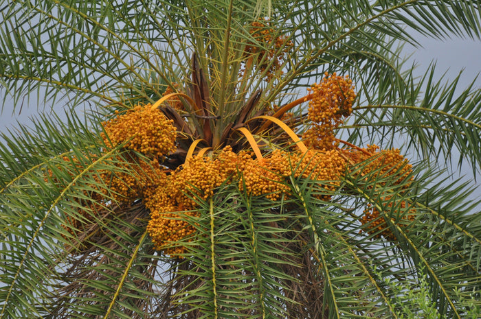 Silver Date Palm  10 Seeds  Phoenix Sylvestris