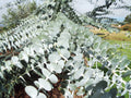 Silver-Leaved Mountain Gum   100 Seeds   Eucalyptus pulverulenta