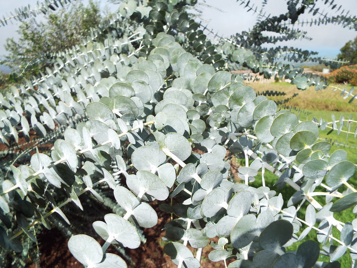 Silver-Leaved Mountain Gum   100 Seeds   Eucalyptus pulverulenta
