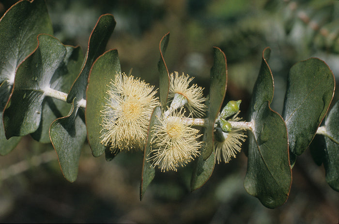 Silver-Leaved Mountain Gum   100 Seeds   Eucalyptus pulverulenta