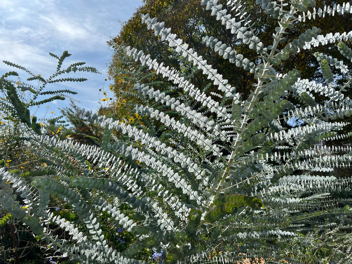 Silver-Leaved Mountain Gum   100 Seeds   Eucalyptus pulverulenta