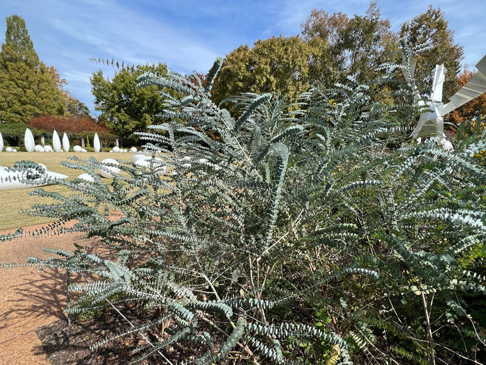 Silver-Leaved Mountain Gum   100 Seeds   Eucalyptus pulverulenta