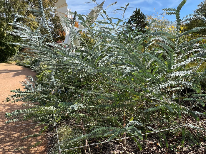 Silver-Leaved Mountain Gum   100 Seeds   Eucalyptus pulverulenta