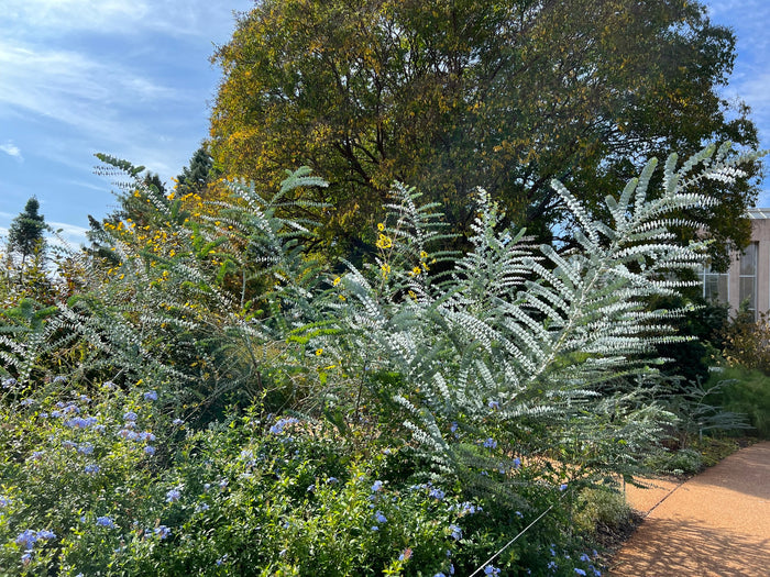 Silver-Leaved Mountain Gum   100 Seeds   Eucalyptus pulverulenta