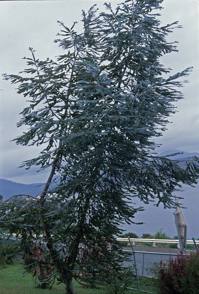 Silver-Leaved Mountain Gum   100 Seeds   Eucalyptus pulverulenta