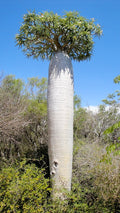 Silver Madagascar Palm  25 Seeds  Pachypodium geayi