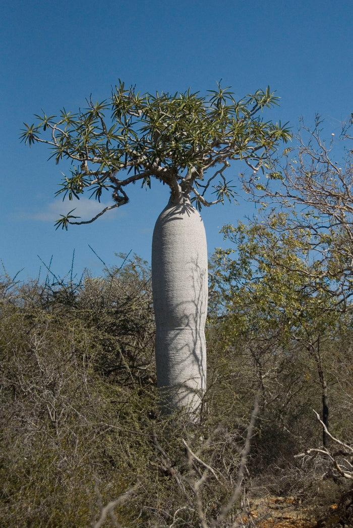 Silver Madagascar Palm  25 Seeds  Pachypodium geayi