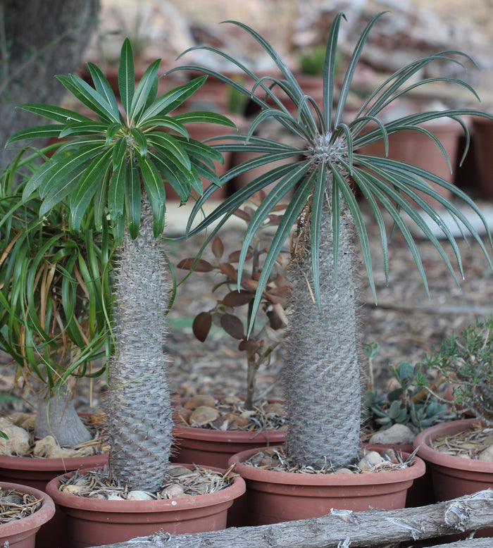 Silver Madagascar Palm  25 Seeds  Pachypodium geayi