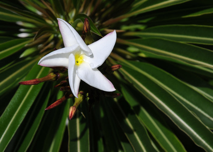 Silver Madagascar Palm  25 Seeds  Pachypodium geayi