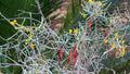 Silver Senna Cassia phyllodinea 20 Seeds