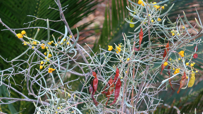 Silver Senna Cassia phyllodinea 20 Seeds