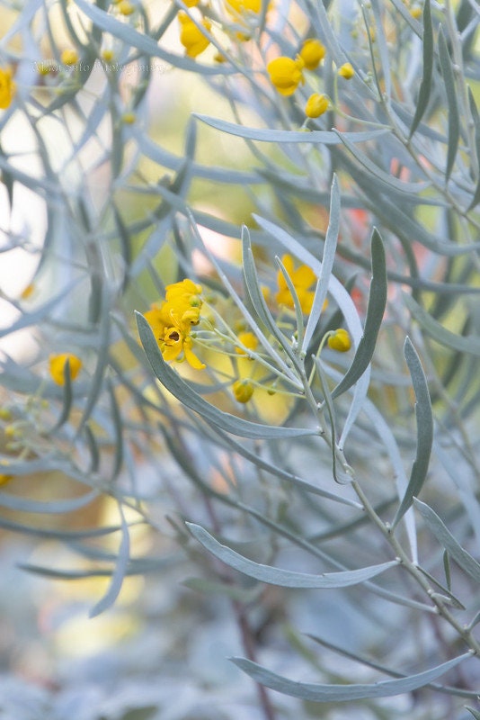 Silver Senna Cassia phyllodinea 20 Seeds