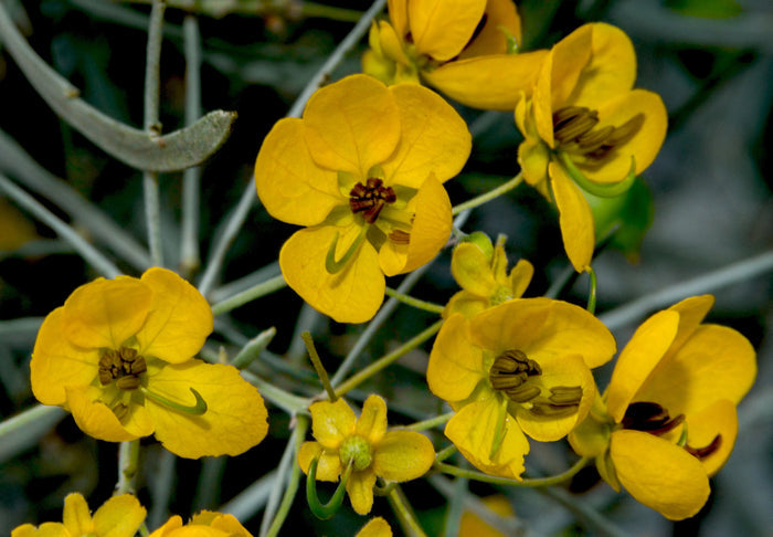 Silver Senna Cassia phyllodinea 20 Seeds