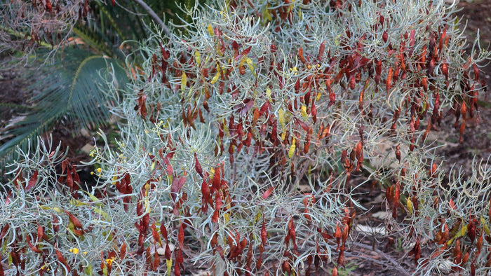 Silver Senna Cassia phyllodinea 20 Seeds