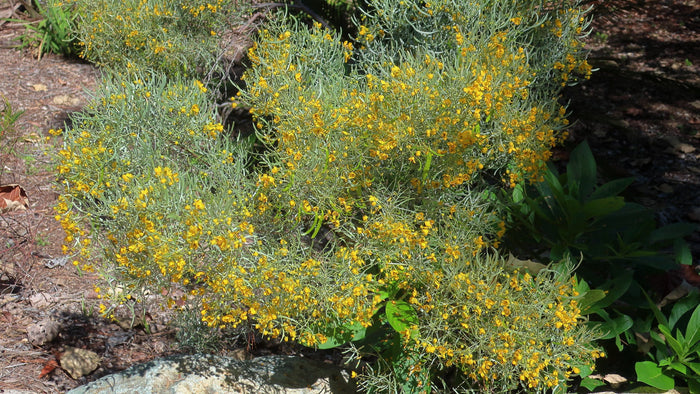 Silver Senna Cassia phyllodinea 20 Seeds