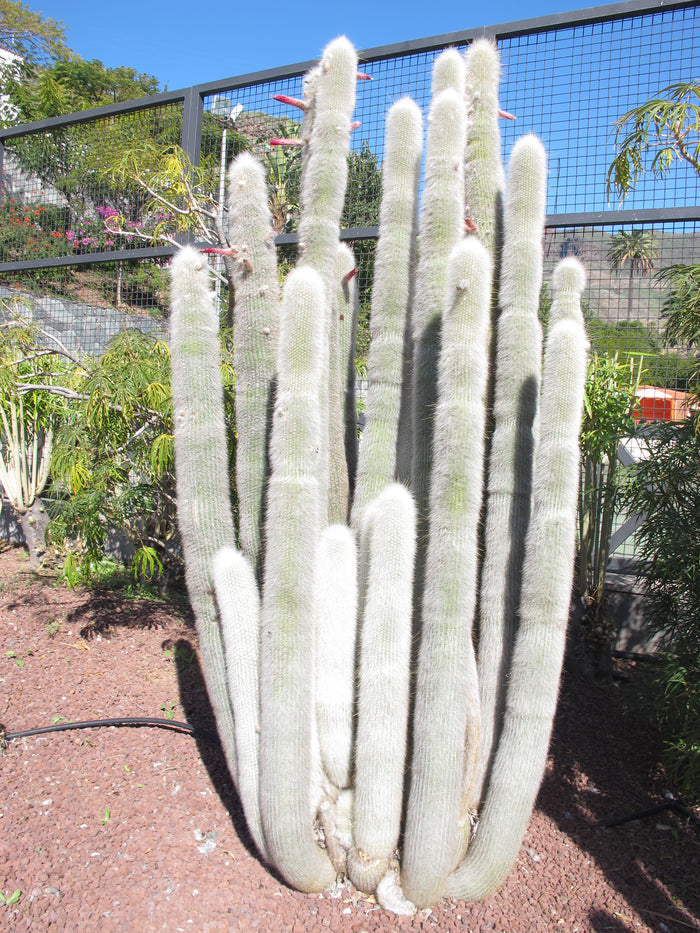 Silver Torch   25 Seeds   Cleistocactus strausii