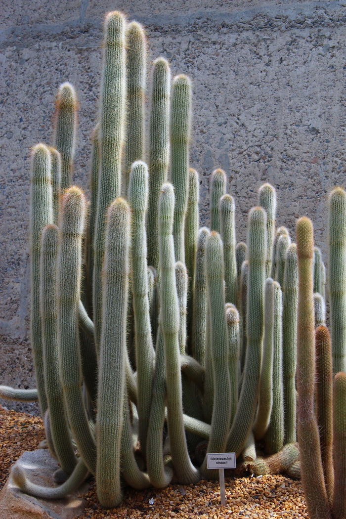 Silver Torch   25 Seeds   Cleistocactus strausii