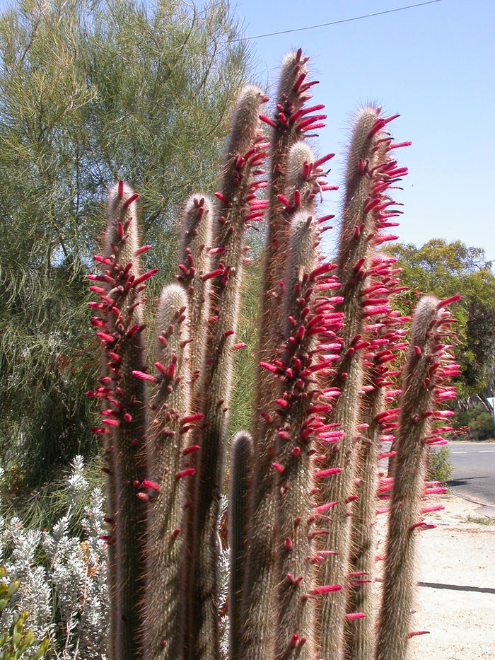 Silver Torch   25 Seeds   Cleistocactus strausii