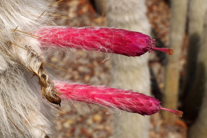 Silver Torch   25 Seeds   Cleistocactus strausii