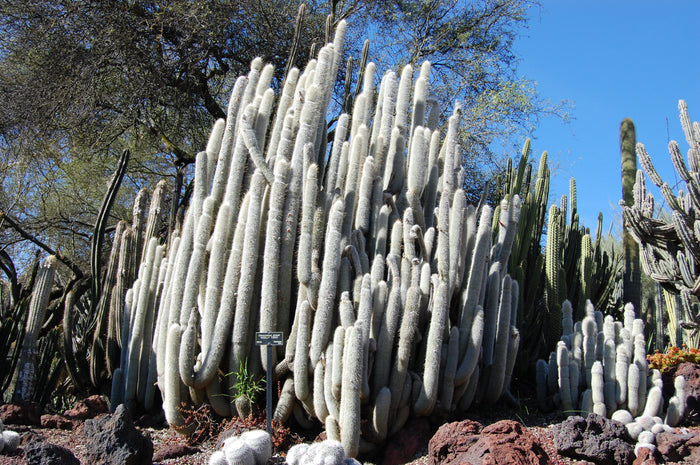 Silver Torch   25 Seeds   Cleistocactus strausii