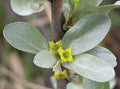 Silverberry   20 Seeds   Elaeagnus commutata