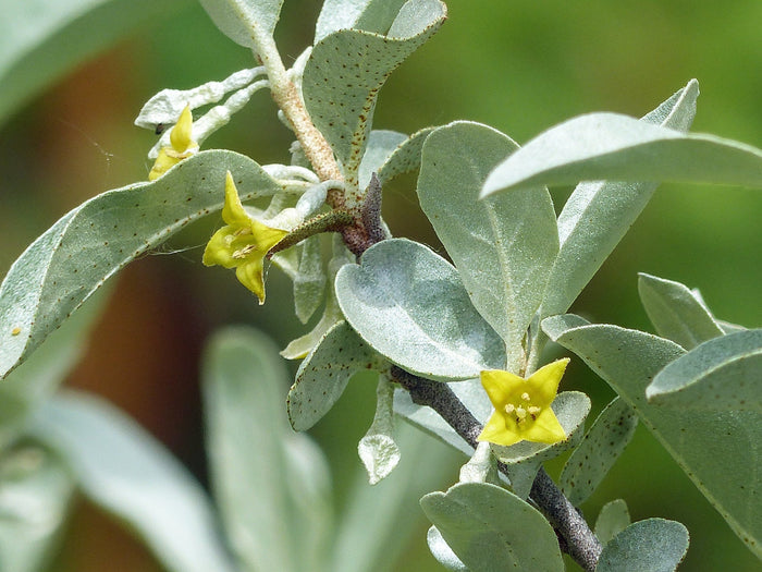 Silverberry   20 Seeds   Elaeagnus commutata