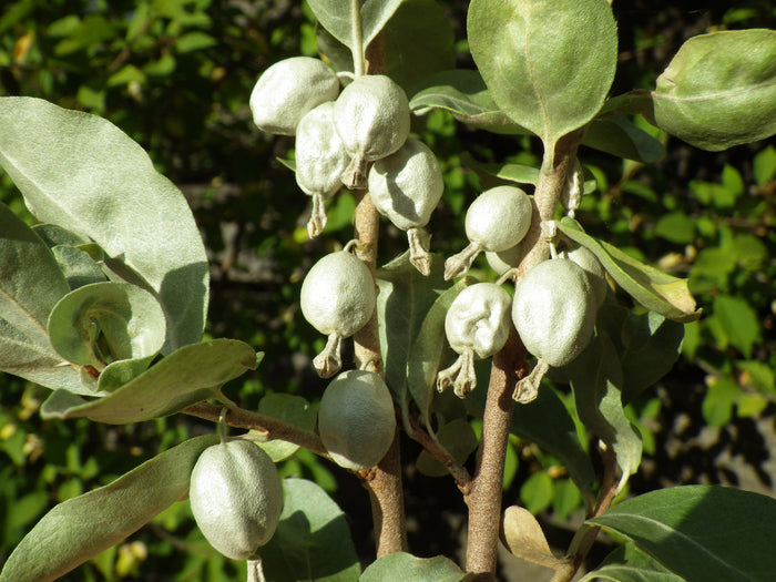 Silverberry   20 Seeds   Elaeagnus commutata