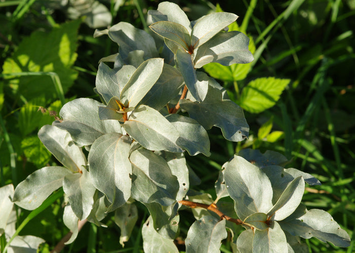 Silverberry   20 Seeds   Elaeagnus commutata