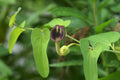 Slender Dutchman’s Pipe  20 Seeds  Aristolochia debilis