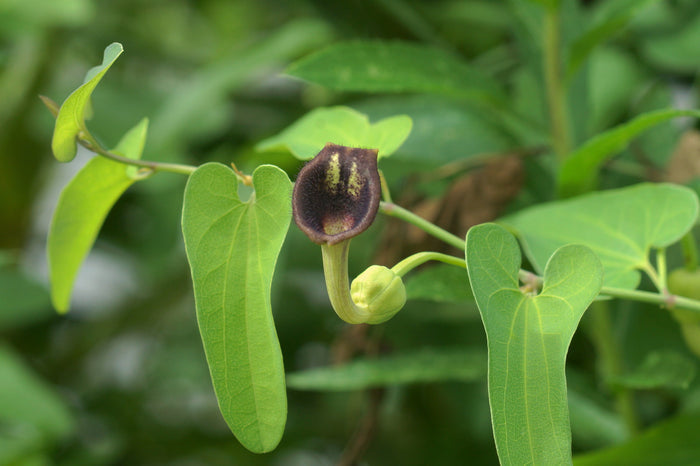 Slender Dutchman’s Pipe  20 Seeds  Aristolochia debilis
