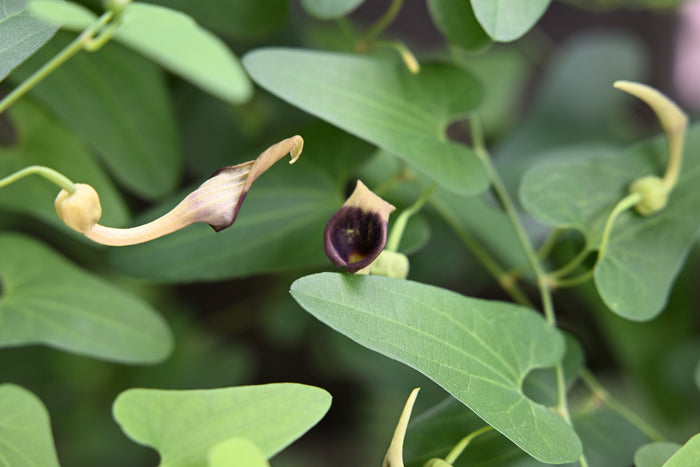 Slender Dutchman’s Pipe  20 Seeds  Aristolochia debilis
