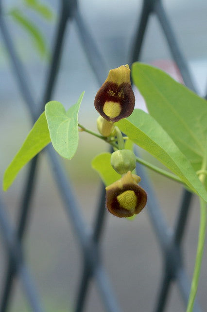 Slender Dutchman’s Pipe  20 Seeds  Aristolochia debilis