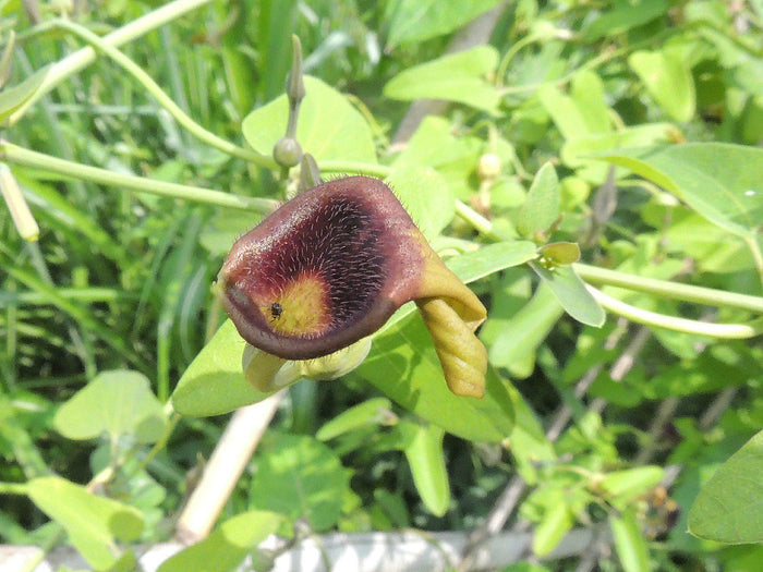 Slender Dutchman’s Pipe  20 Seeds  Aristolochia debilis