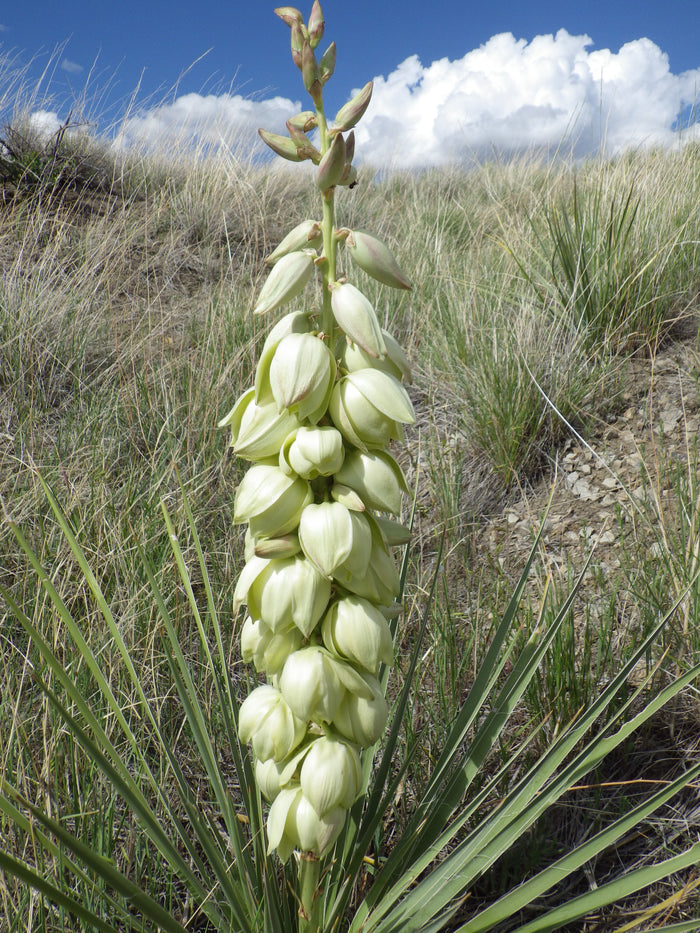 Soapweed Yucca 100 Seeds Yucca glauca
